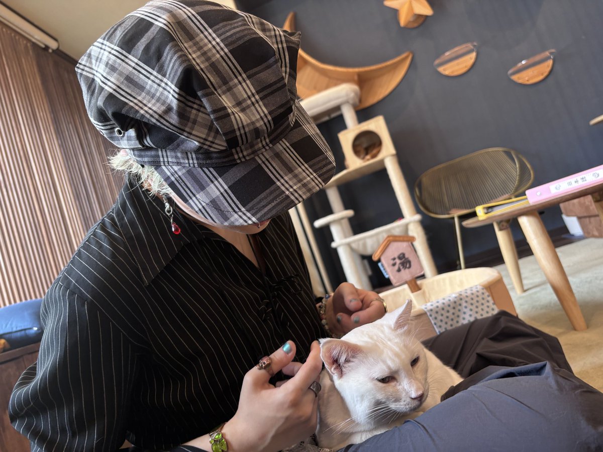 moonjunflower's tweet photo. stopped at a tiny cat cafe in osaka i might be the chosen one https://t.co/xSVdrVhwxb