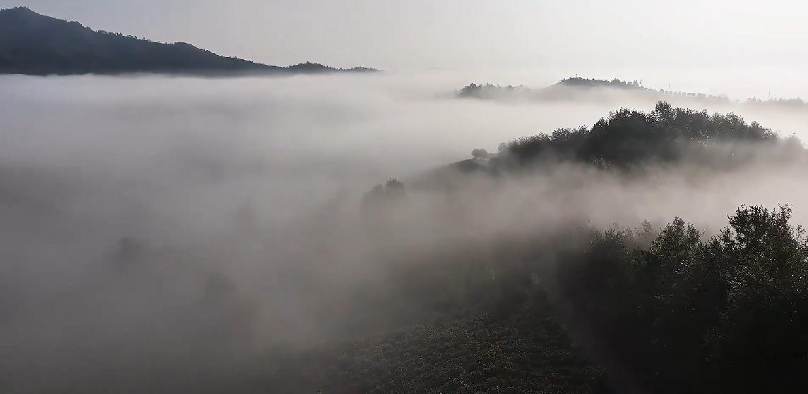 Dewi9631's tweet photo. When mountain morning mist settles gently, it descends over the ancient tang tree—pure, quiet magic.， https://t.co/dt27VUsIqu