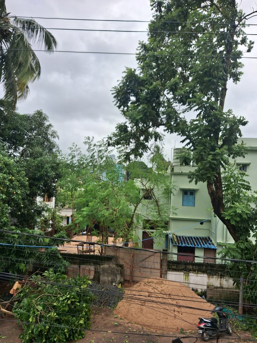 OdishaSimanta's tweet photo. @bmcbbsr @me_bhubaneswar @BSCL_BBSR please help trim these trees on Saheed Nagar road near Sparsh Hospital. We are facing serious injury and damages from falling branches. Help! https://t.co/2FlL6ubaRB