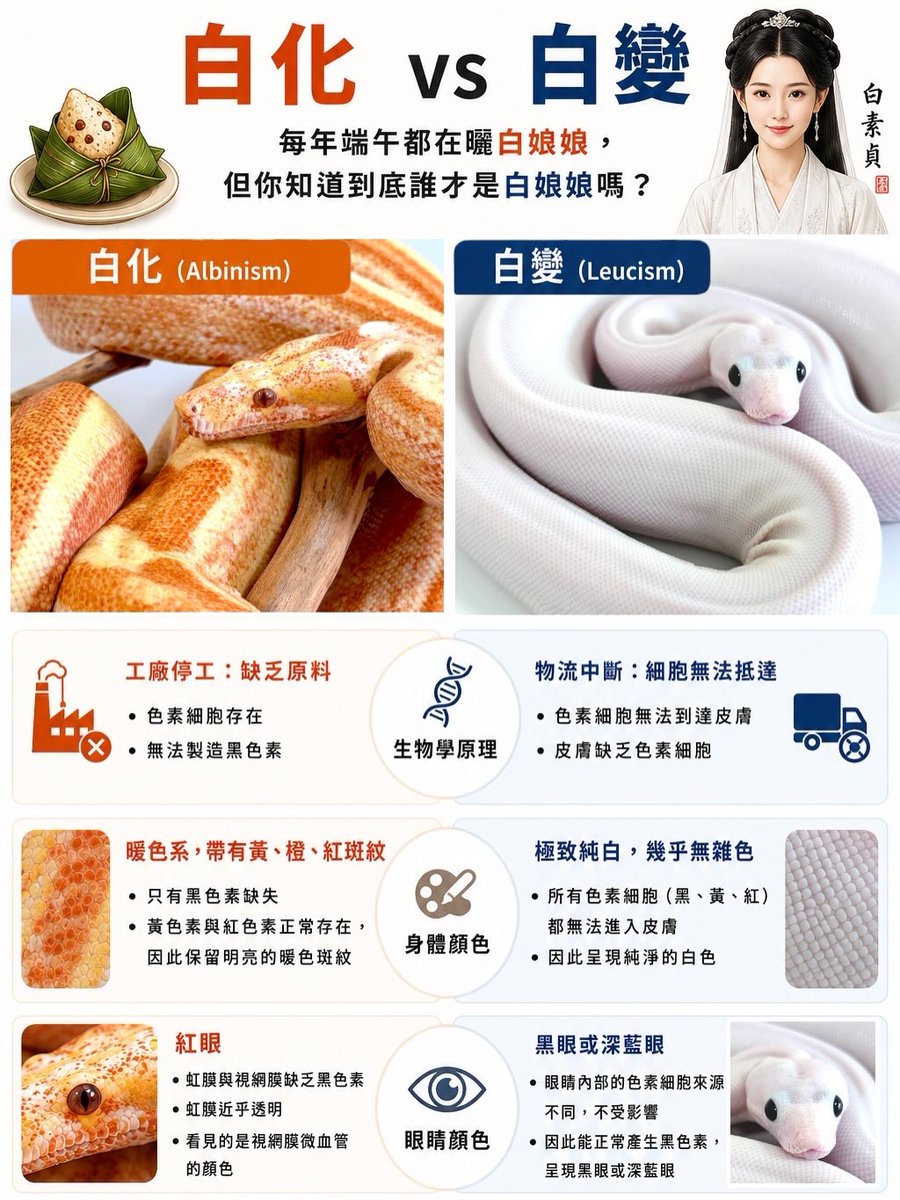 SimoneMinrkh's tweet photo. 端午節常有人曬「白素貞」，但白化與白變其實是兩種不同的基因機制。白化是無法製造黑色素；白變則是色素細胞未能正常遷移。此白非彼白，你分得清嗎？ https://t.co/D3dWCHV4Jx