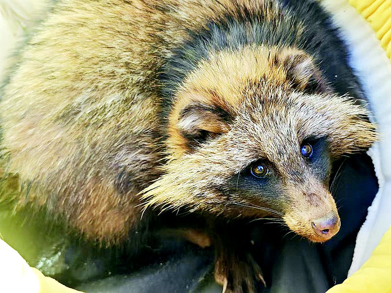 MumunMae3's tweet photo. A cute raccoon dog (貉) walks across a beautiful plum branch (枚), its smooth shell-like (甲) paw stepping lightly.， https://t.co/UxZecM1gdg