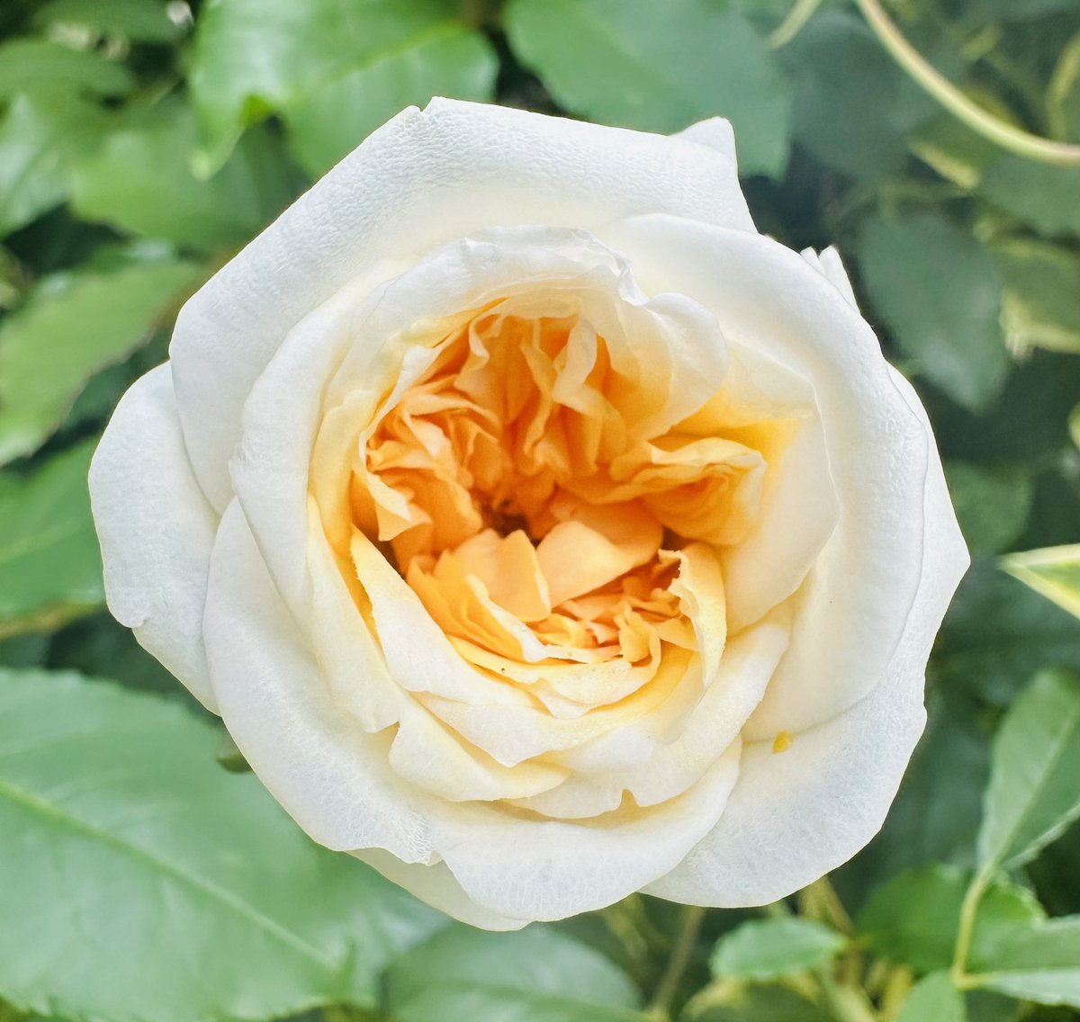 SkylarkArtist's tweet photo. Morning Rose…
#Morning #Rose
🌿🏵️🌿 https://t.co/J9OazcGCaO