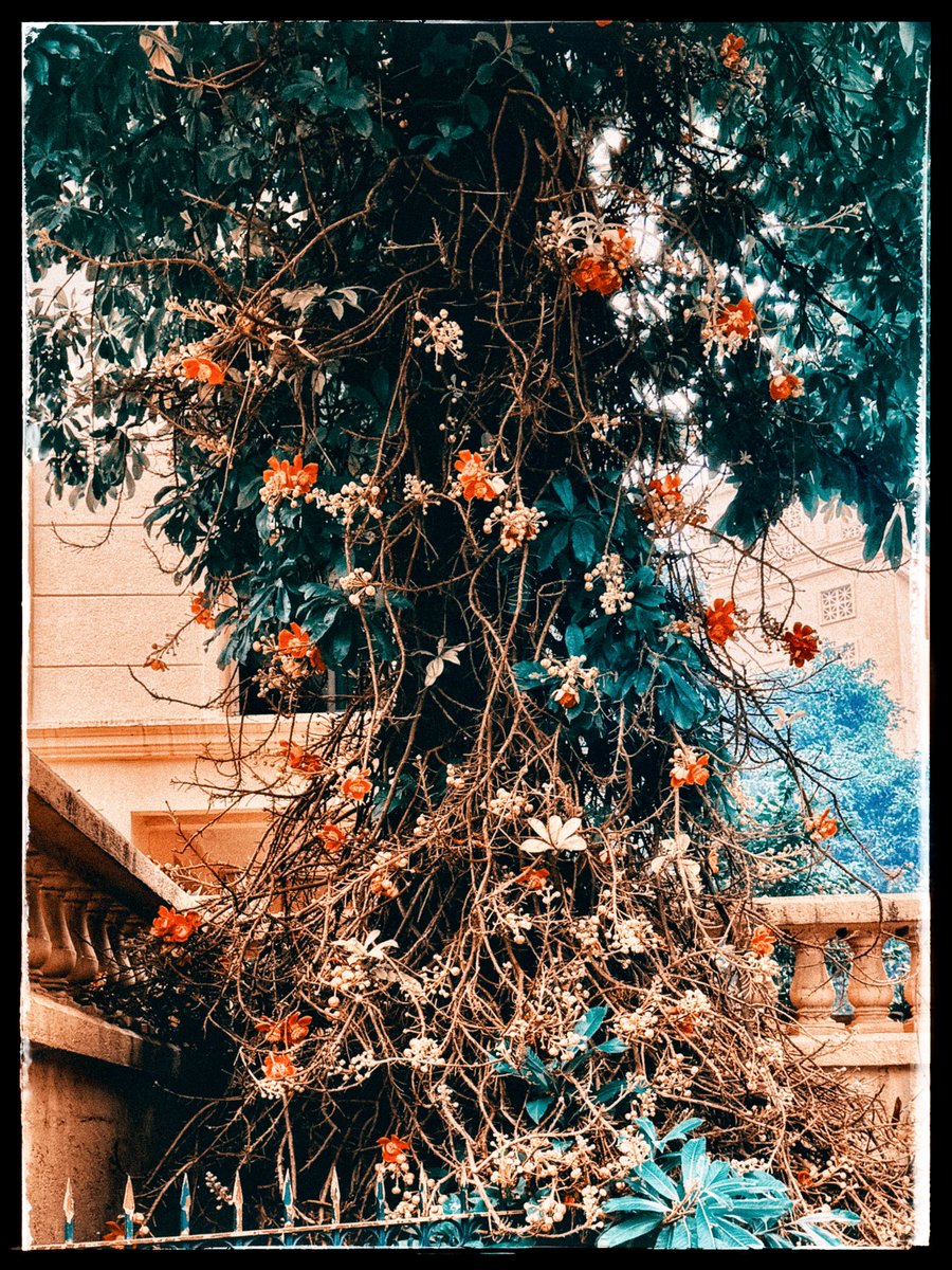 arpitabasu19's tweet photo. This tree might be in love. https://t.co/ycsnLjrPdL