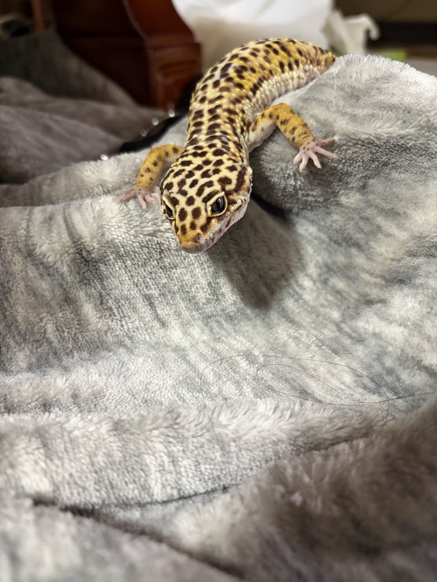 Assun_Live_66's tweet photo. かわちいですよウチの子達は
爬虫類苦手な人いたらあれだから一応センシティブつけとくﾈ https://t.co/hHWRZW2acT