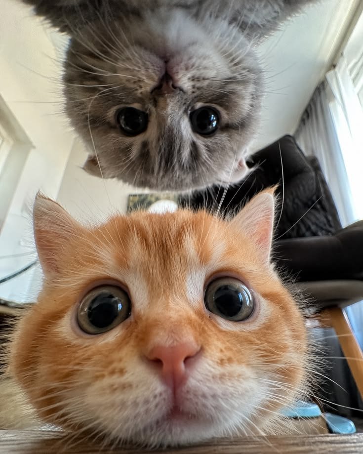 OnlyCatswyuh's tweet photo. https://t.co/ZfT4OLLr0w