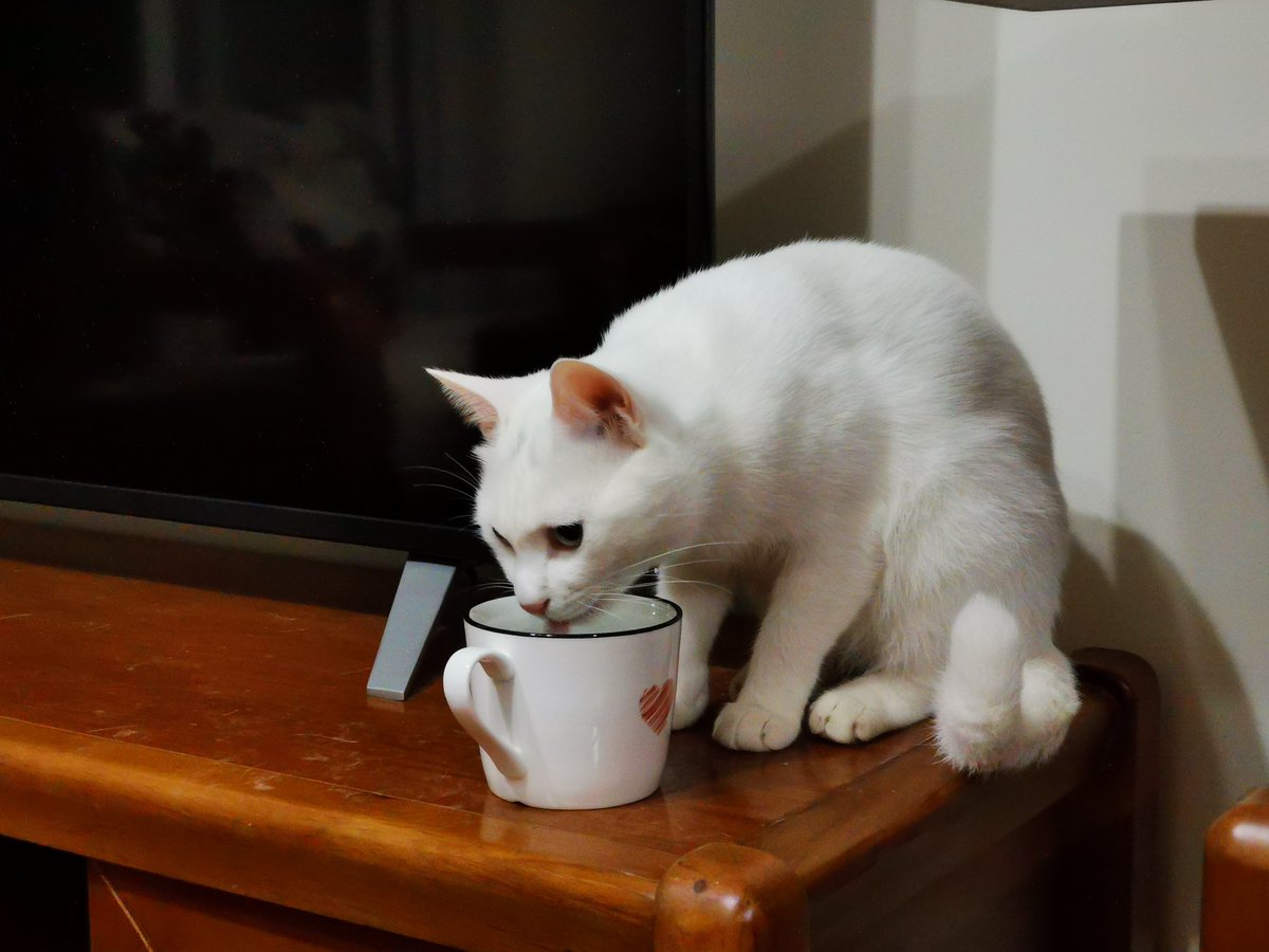 vickykim464729's tweet photo. Just had a 5-minute laughter session with my cat while we chased a crumpled paper ball—this tiny, messy moment just fixed my whole drained afternoon. https://t.co/YKHWosnfdK