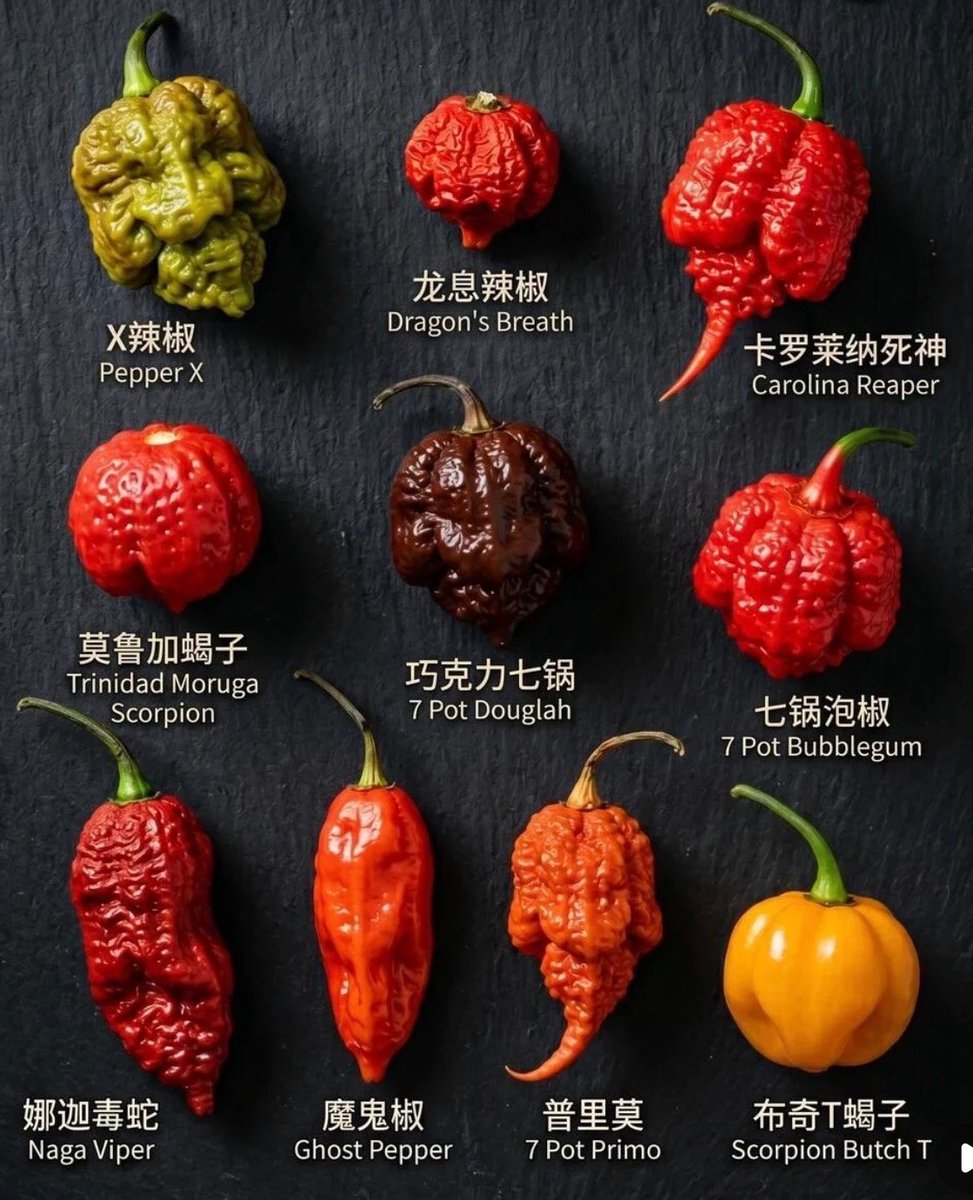 springnesta's tweet photo. 世界上最辣的辣椒！听说第一个辣椒是吉尼斯世界最辣保持者 #辣椒 https://t.co/DvcHt3lwrJ