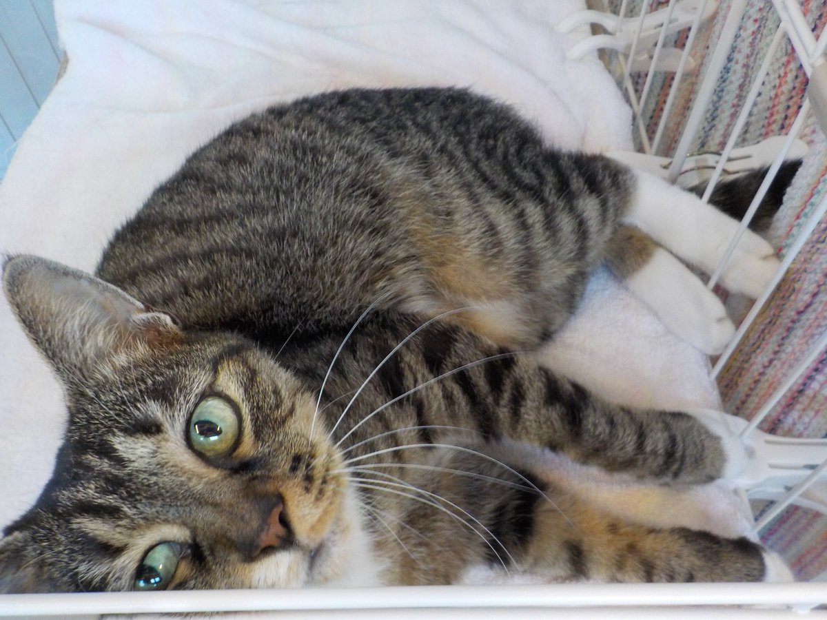 AwcAinikita's tweet photo. 北海道立動物愛護センターです🐈

撫でてほしい時には鳴いて知らせてくれる「とらこ」ちゃん。
おもちゃを追いかける活発な一面も魅力です。
他の猫とは距離をおいて、ひとりの時間をゆっくり過ごしています。

家族の一員として、最期まで温かく迎えてくださる方をお待ちしております！ https://t.co/XywJxgwzYV