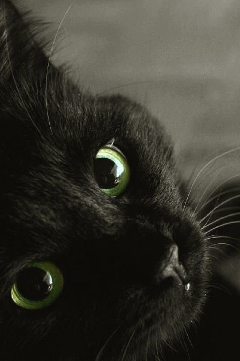 SassySiren79132's tweet photo. Enjoy your day 
Take care 🐈‍⬛🖤🐈‍⬛ https://t.co/maFQWIm2b3