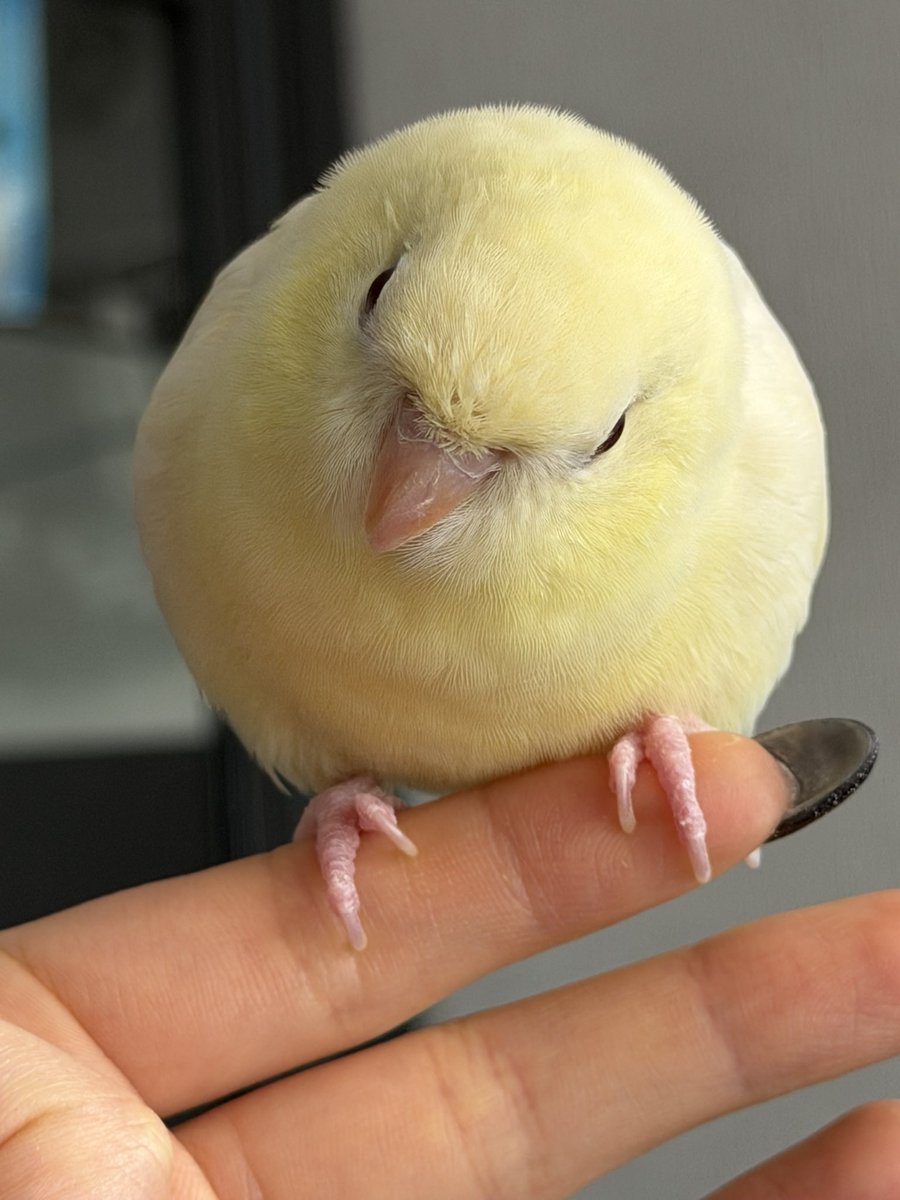 hato_no_sashimi's tweet photo. 満月になる練習してる https://t.co/DlX558bUCp