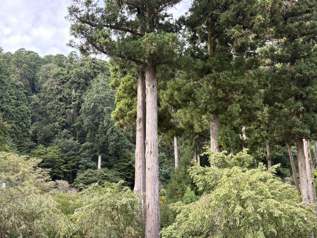 Rakina__777_'s tweet photo. 精神統一の為、一人で山奥へ https://t.co/voC1Wv4J30