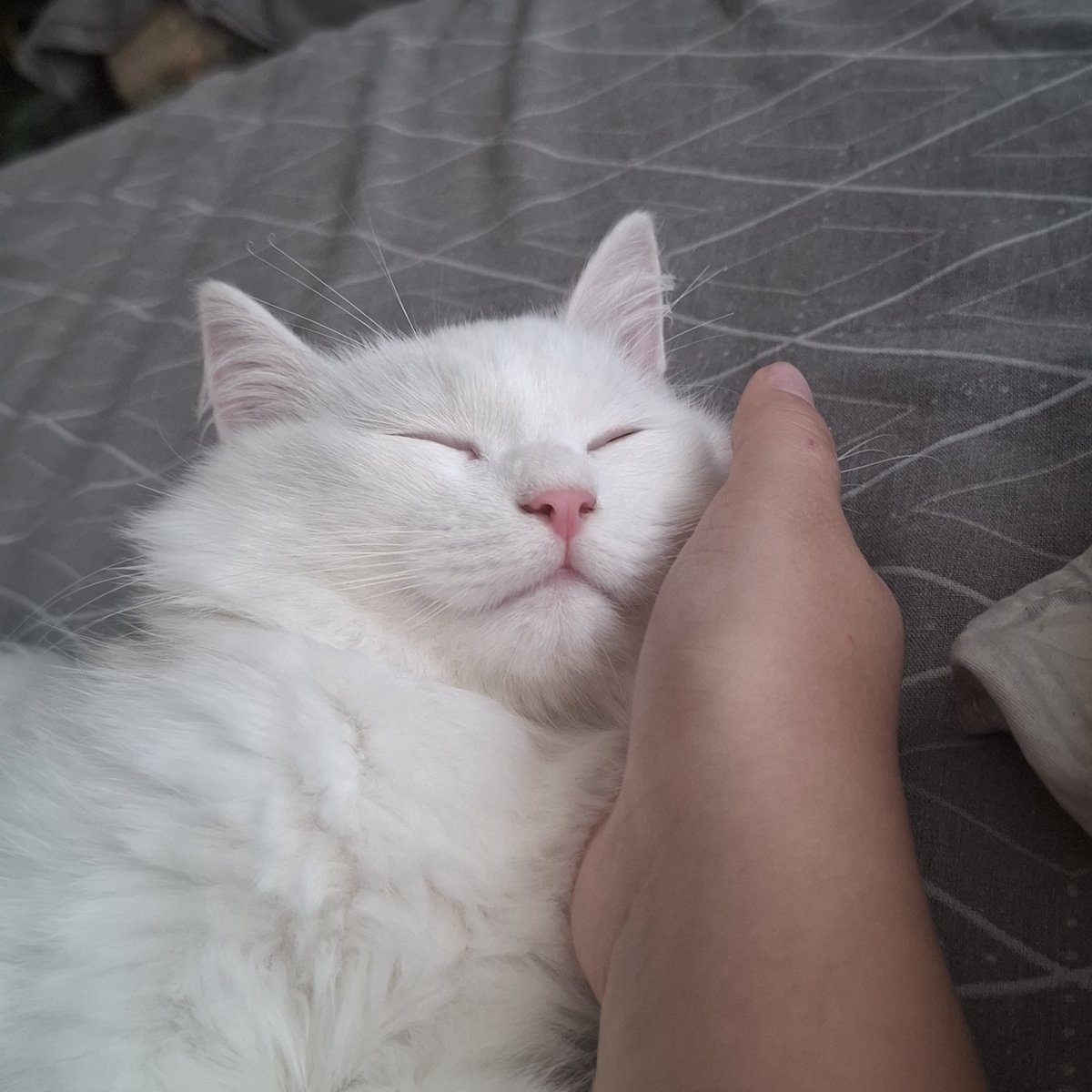 ae_miau's tweet photo. супермодель
(потом уснул в ладошке) https://t.co/HR7jFTbYOs