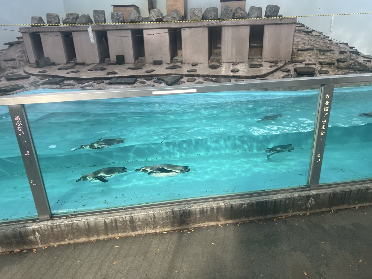 south_ws's tweet photo. 乙 #夢見ヶ崎動物公園 https://t.co/Ixq5pr59lz