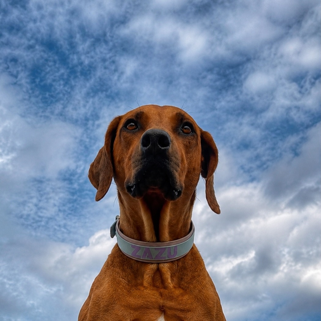 Alessandra4ly's tweet photo. Counting down to the weekend, painted across the clouds. Collar by @theforestwolfshop https://t.co/uvhKx0Gb9F