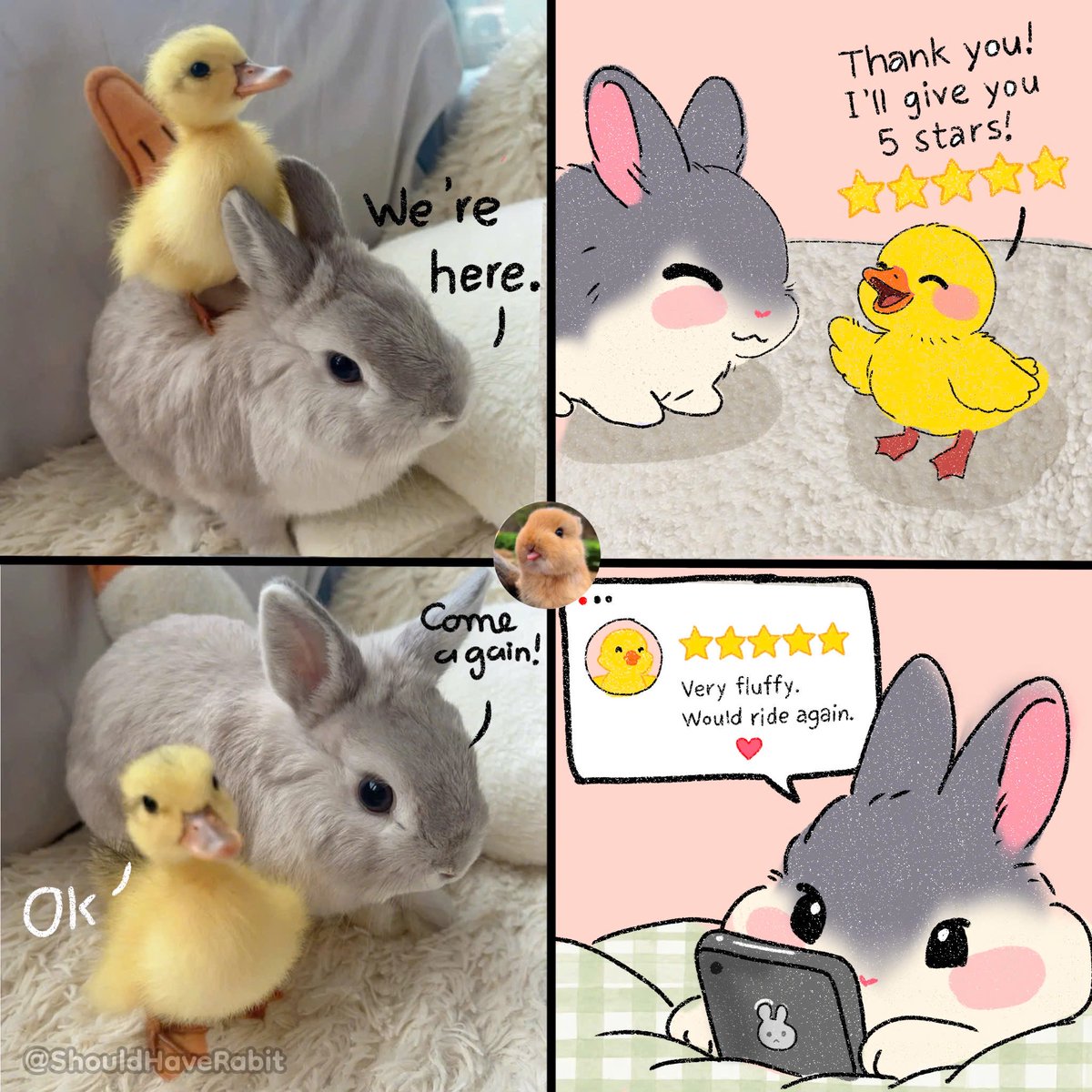 ShouldHaveRabit's tweet photo. Bunny Uber, at your service. https://t.co/VJhB5guvu6