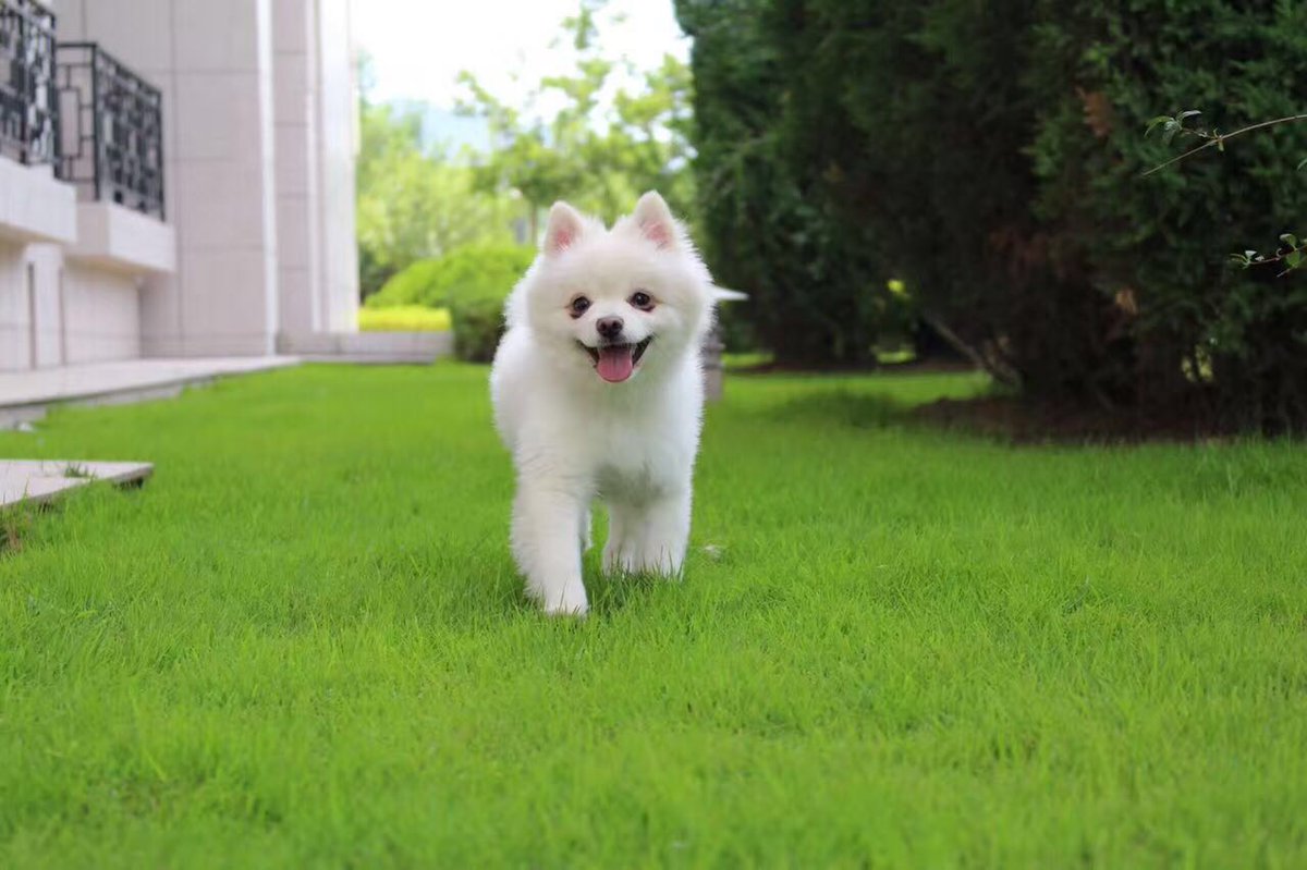 brunohiro183989's tweet photo. My pup went from a tiny wobbler to a curious ball of energy in just 6 months  Every silly step and tiny win makes my heart full! #PetGrowth #DogMomLife， https://t.co/BBo8QHRt1e
