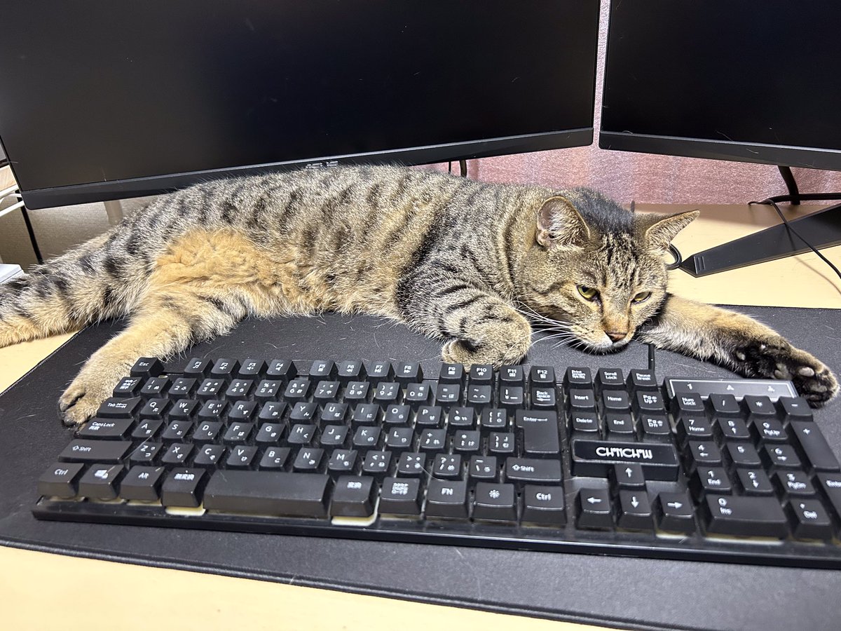 kurofune_studio's tweet photo. ぐでぐで
(みはる)
#猫 #cat #猫社長 #猫のいる会社 #cute https://t.co/5sAQGklCxe