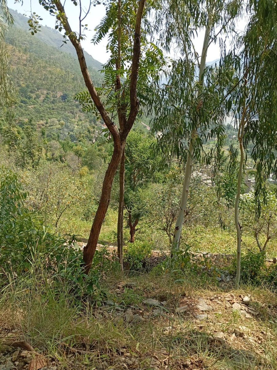 PropEdge_Fx's tweet photo. 🌿 Nature has its own kind of peace.
No noise, no rush—just mountains, trees, fresh air, and a beautiful view. 🏔️💚

Sometimes, all you need is a little escape into nature. 🌱

Where would you rather be right now—city life or mountains? 👇 https://t.co/ob47mvaHut