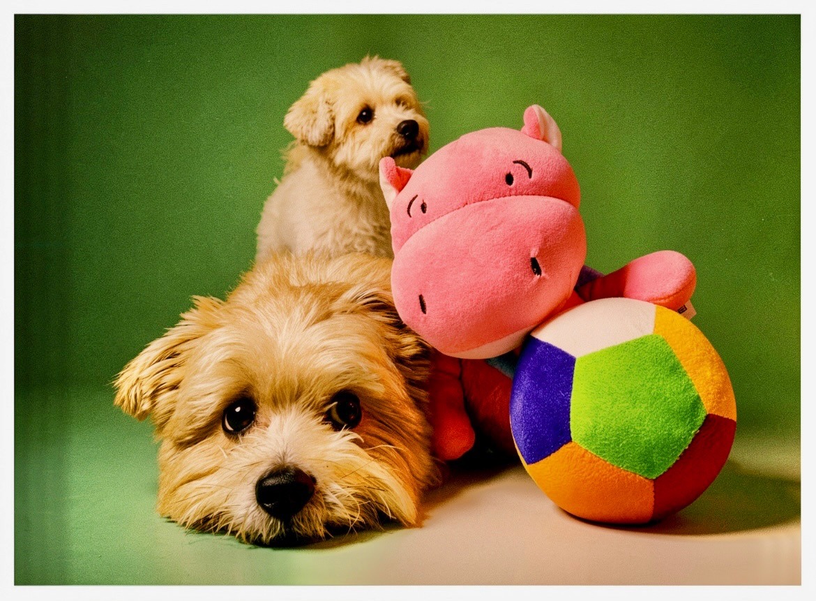 ArdathMorppz4's tweet photo. Our love language: fetch, cuddles, and questionable toy choices. https://t.co/ZSFQuoKKll
