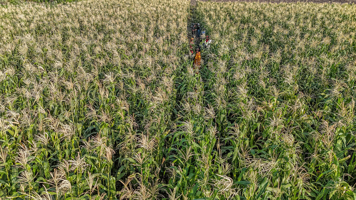 WFP_Chad's tweet photo. 📍Tchad🇹🇩
🌱 Produire localement, nourrir durablement.

À Koudougou, les parents s'activent aujourd'hui pour nourrir les élèves demain. 🌱

Près de 4 hectares de maïs et de gombo cultivés par les parents d'élèves contribueront à alimenter la cantine scolaire lors de cette année scolaire 2026-2027.

En partenariat avec le Gouvernement, @WFP_Chad  continuera de promouvoir une alimentation scolaire basée sur la production locale, pour nourrir les enfants tout en soutenant les producteurs locaux.

#SchoolFeeding 
#AlimentationScolaire