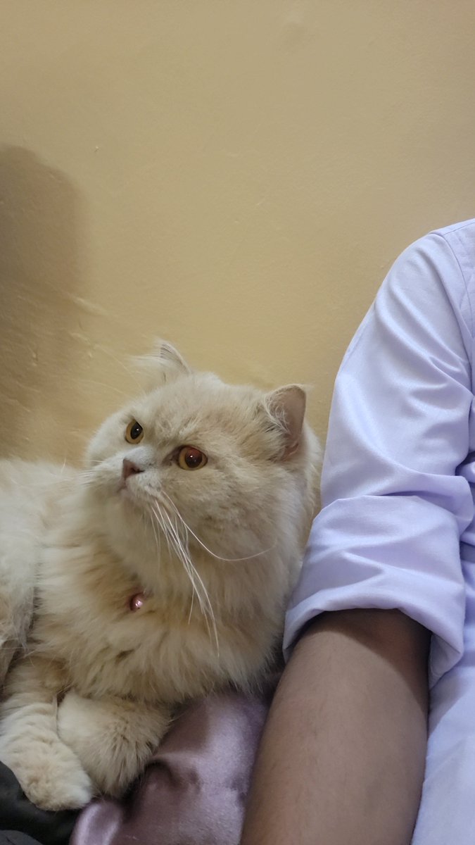 yvesewer's tweet photo. nominating muffin for the fat cats of delhi NCR https://t.co/BtQKlfWGsv
