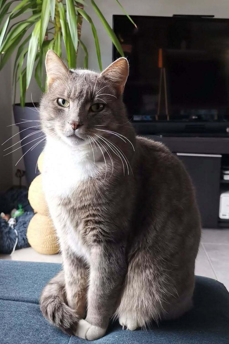vigipets's tweet photo. 🟠 🐱 Chat perdu le 19/09/2026 à Châtelaudren-Plouagat (22170).
Race : Européen / Âge : 8 an(s)
Oui-Oui / Mâle / Identifié(e) : Non
☎️ 0684776111
📧 famillelebars.bzh@gmail.com
#chatperdu #chattrouve #chat #perdu #trouve https://t.co/mak0Y5U7dP