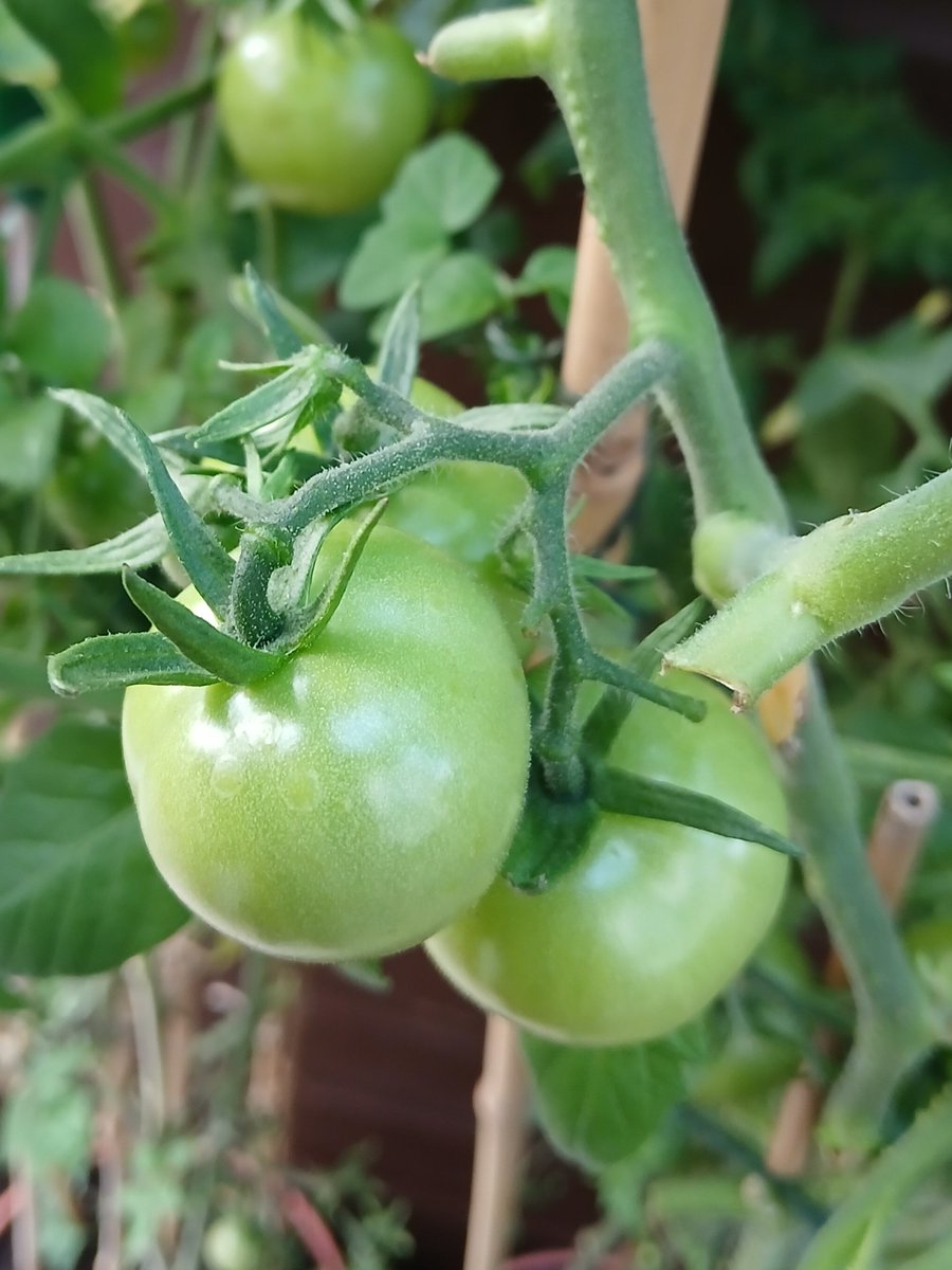 clairywairy88's tweet photo. Loving my #CocktailTomatoes 🍅 but i don't think they'll grow very much bigger now. They are so pretty. And my other #Tomatoes 🍅 need lots more lovely warm sunshine ☀️ to ripen too, so let's see, but maybe not. Good morning and Happy Friday all.x ❤️ #LoveHomegrown 🍅 #September https://t.co/frOQzY2PoM