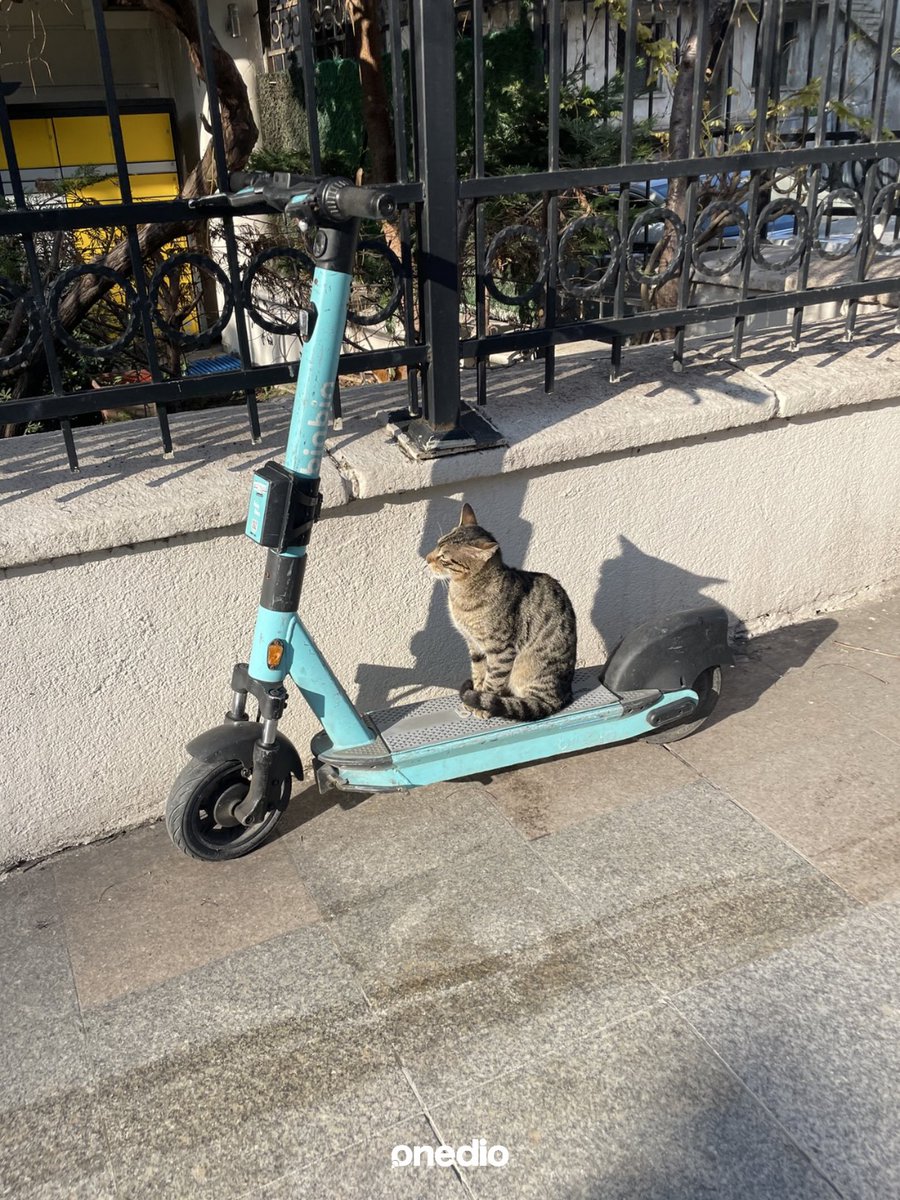 onedio's tweet photo. Bir turistin gözünden İstanbul kedileri.

"Topluma inanılmaz derecede uyum sağlamışlar." https://t.co/IcLtR77gkb