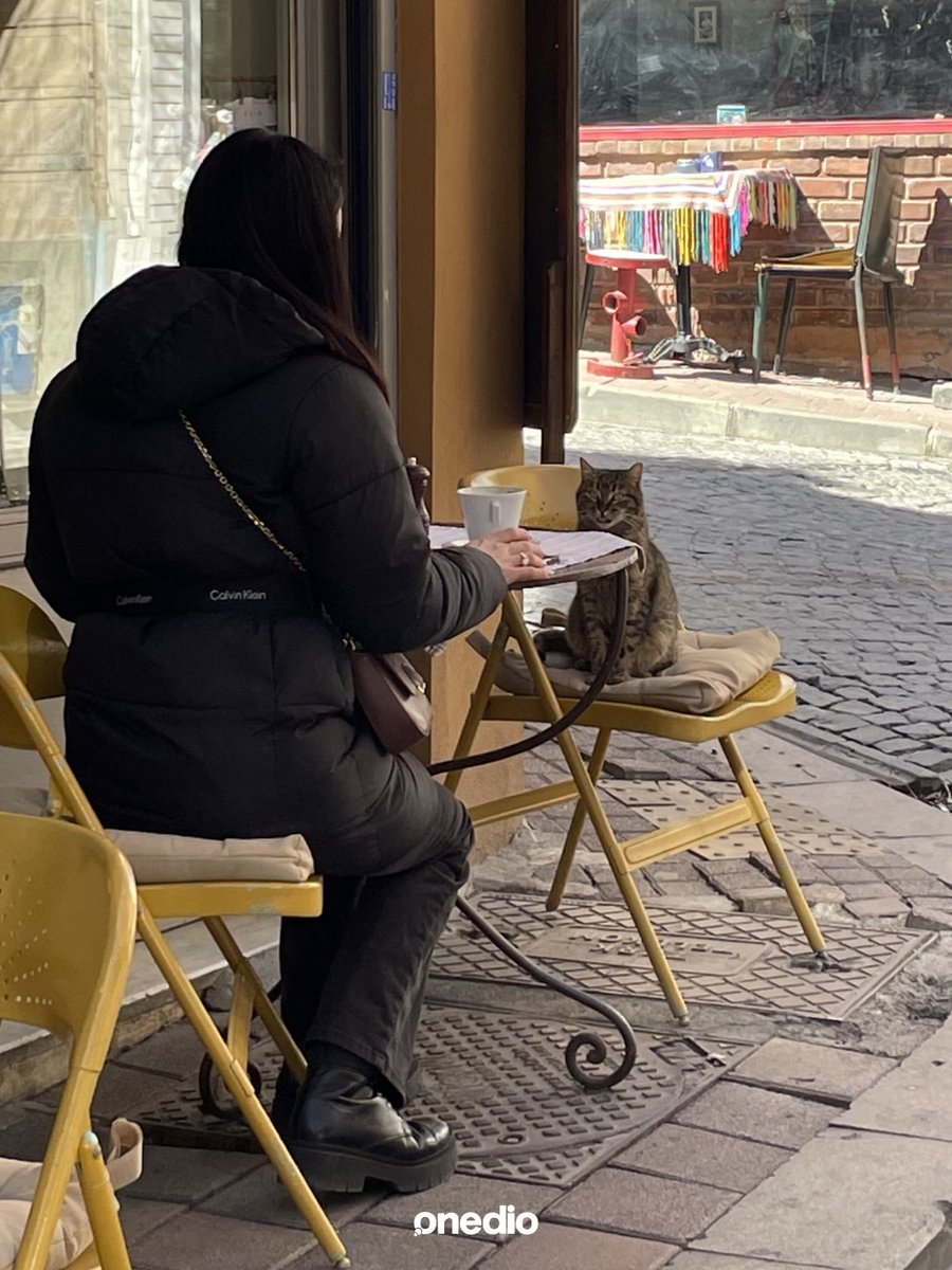 onedio's tweet photo. Bir turistin gözünden İstanbul kedileri.

"Topluma inanılmaz derecede uyum sağlamışlar." https://t.co/IcLtR77gkb