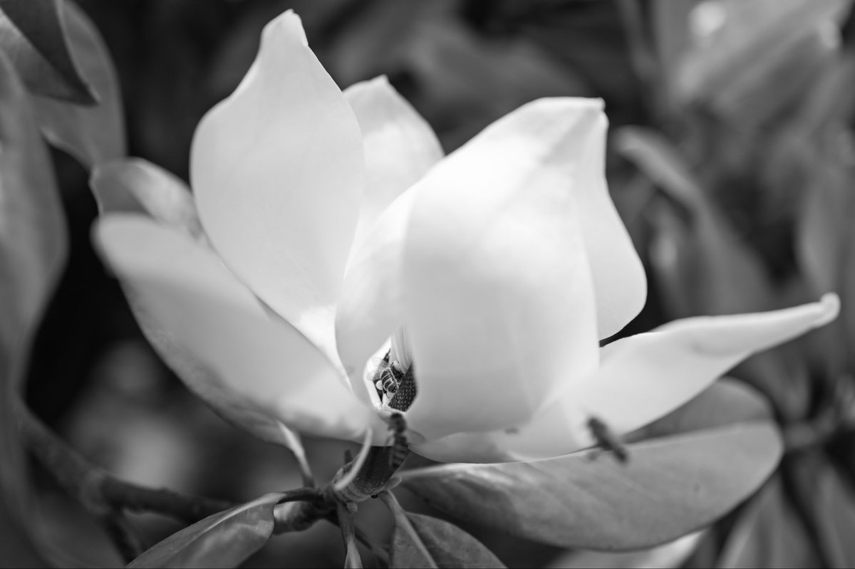 GianeselliPhoto's tweet photo. ▫️« L’écrin blanc » https://t.co/7fWKASJPTj