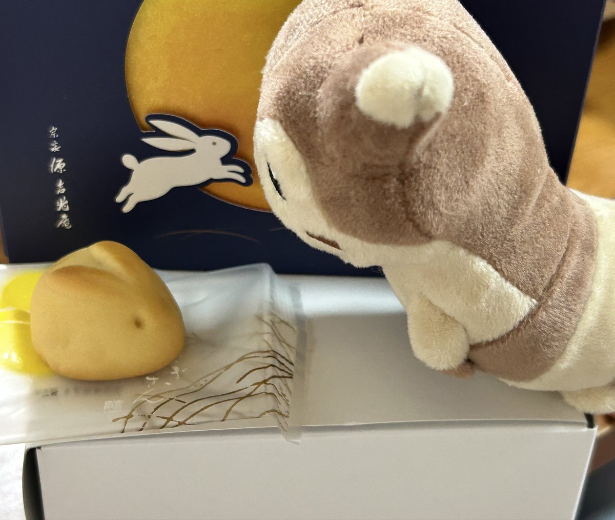 blume87's tweet photo. オオタチ、うさぎさんのおまんじゅうだよ
月は見えないね https://t.co/XxyV445SDI