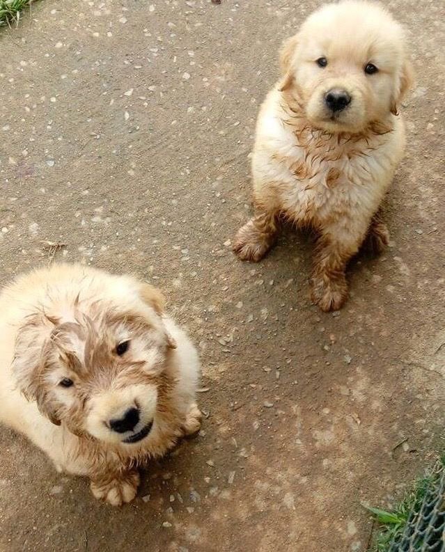choksoodan's tweet photo. can someone please watch my puppies i need to go somewhere https://t.co/6asyVj4sRd