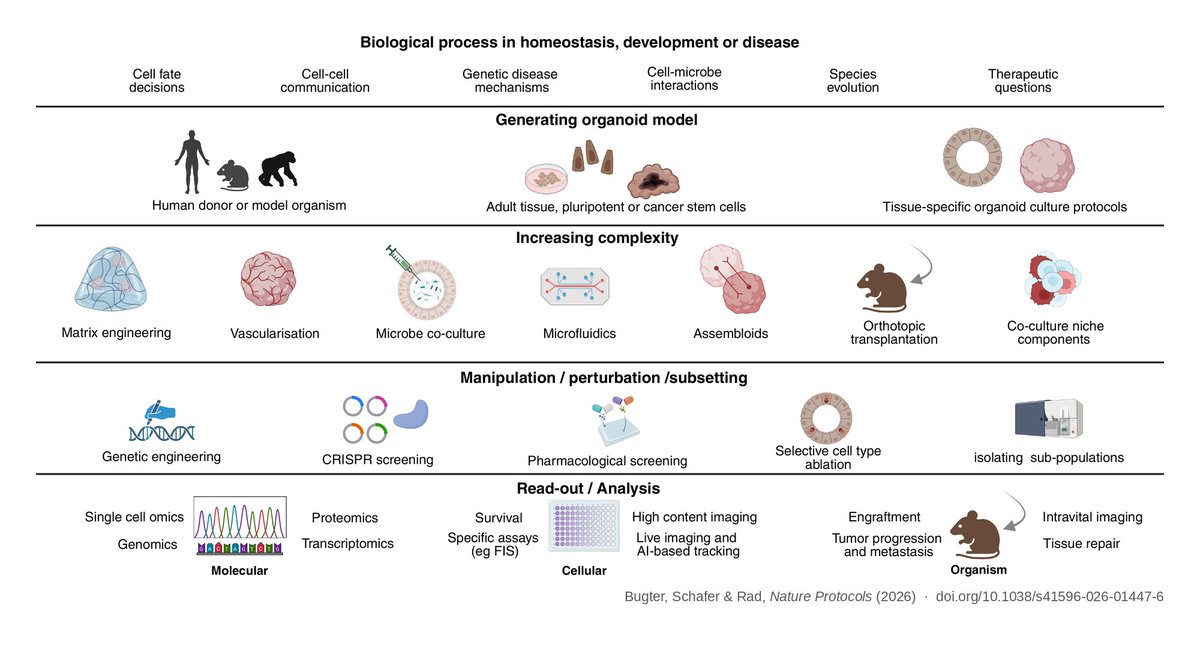 JeroenBugter's tweet photo. You've established your organoid system. Now what?

Our new Tutorial in @NatureProtocols, with Simon Schafer &amp; Roland Rad, is about that next step: matching your biological question to the right technique and protocol 🧫 https://t.co/VcM7KMpJOD