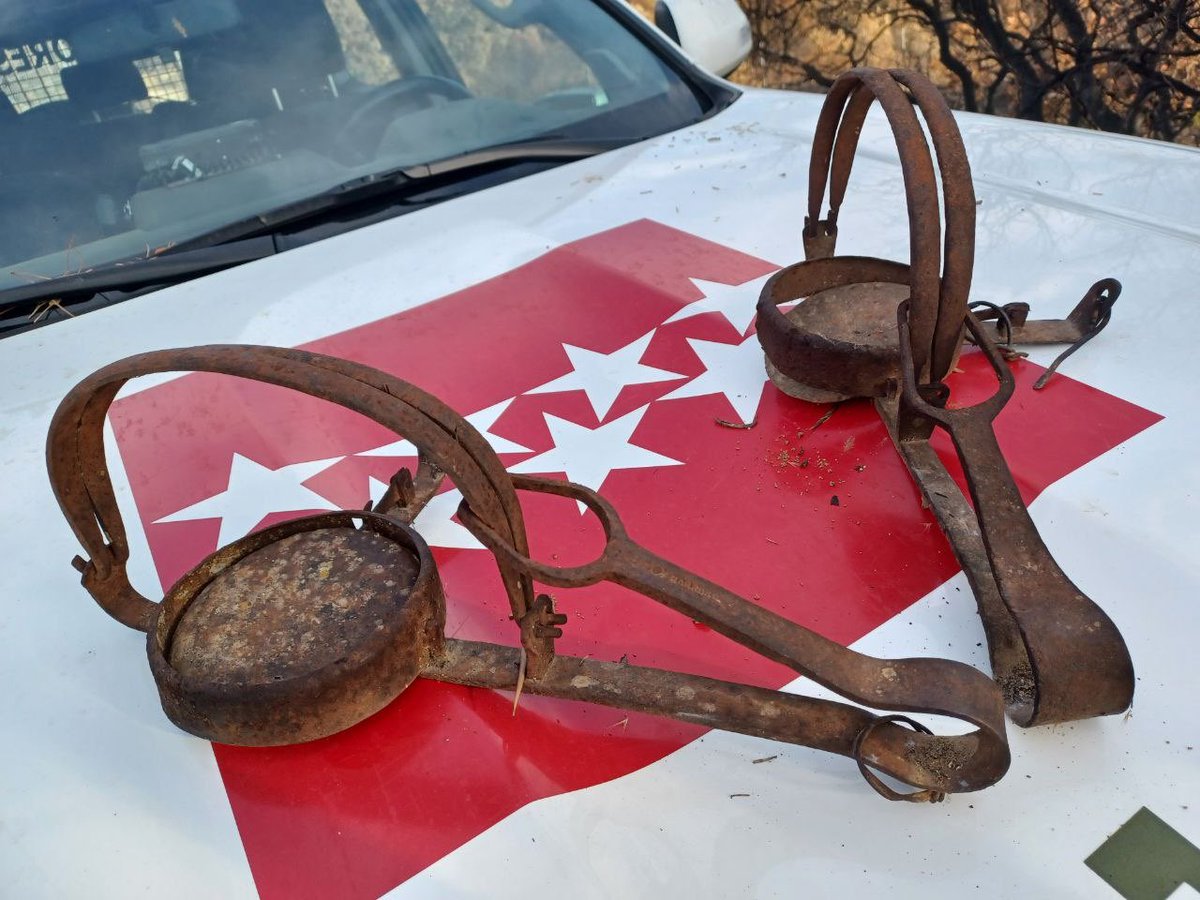 112cmadrid's tweet photo. 🦌 Los #AgentesForestalesCM 🌿, en una inspección rutinaria de vigilancia y control de artes de caza ilícitas, han localizado e intervenido dos cepos en 

📍SanMartínDeValdeiglesias.

Estas artes prohibidas son indiscriminadas y muy peligrosas para la fauna. 

#policiamedioambiental
#ASEM112