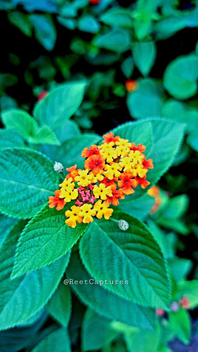 ReetCaptures's tweet photo. It's Friday, let the flowers take over..🌸🌼
Fill the timeline with your prettiest blooms and let the colours do the talking....🏵🌸🌼
Here is mine 👇
#theme_pic_India_flowers #FlowersOnFriday https://t.co/LGBQ8MOrtU