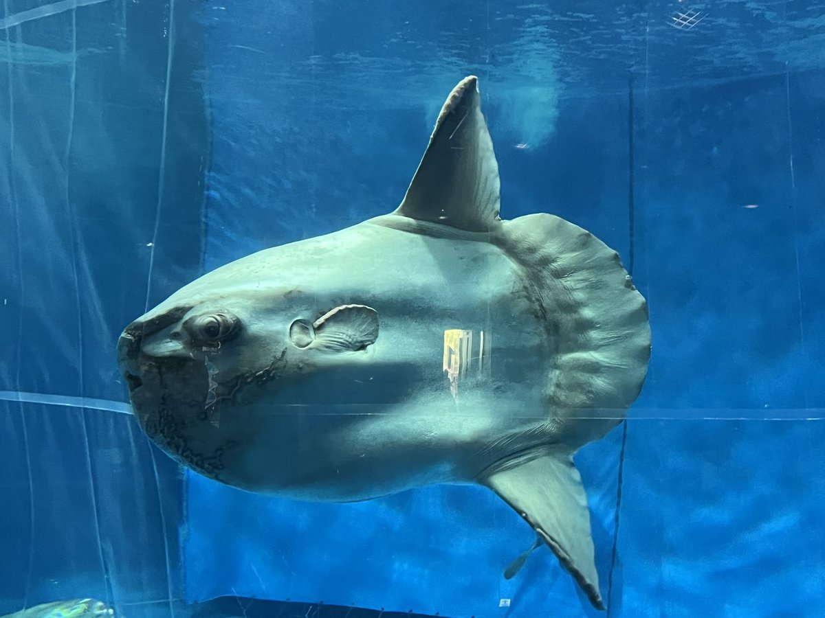 iron_molecules's tweet photo. 大洗行ってきました🦈 https://t.co/eHlz5KWBYO