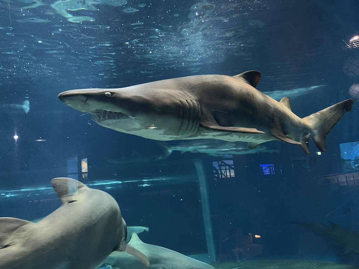 iron_molecules's tweet photo. 大洗行ってきました🦈 https://t.co/eHlz5KWBYO