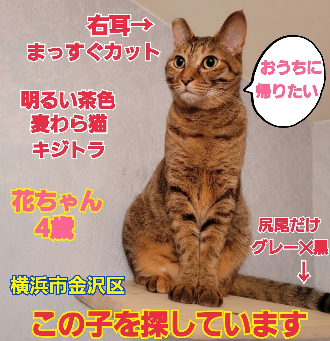 squirrelemi's tweet photo. 猫を探しています。花ちゃん4歳。右耳まっすぐカット、明るい茶色、長い尻尾はグレー✕黒の縞々模様。2024年4月11日横浜市金沢区富岡東の自宅から私の不注意で外に出てしまい迷子のままです。拡散、リポストのご協力ありがとうございます
#猫を探しています
#横浜市金沢区
#拡散希望ＲＴお願い致します https://t.co/8nl5Qm1CMy