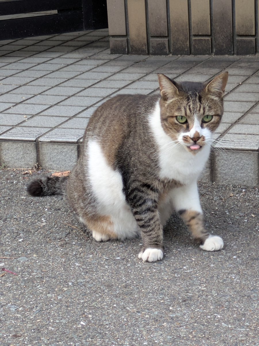 Iamcupper's tweet photo. 野良猫見て https://t.co/IQPu18jL0A