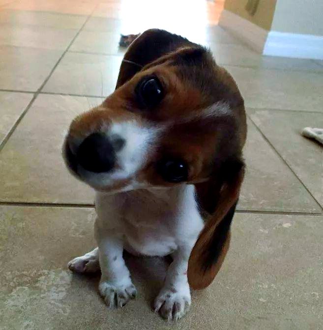 KarlyGriff50's tweet photo. Mi perrito crece tan rápido! Hoy ya trajo su primer hueso y me mira con esa mirada traviesa ， https://t.co/7brMG2fI48