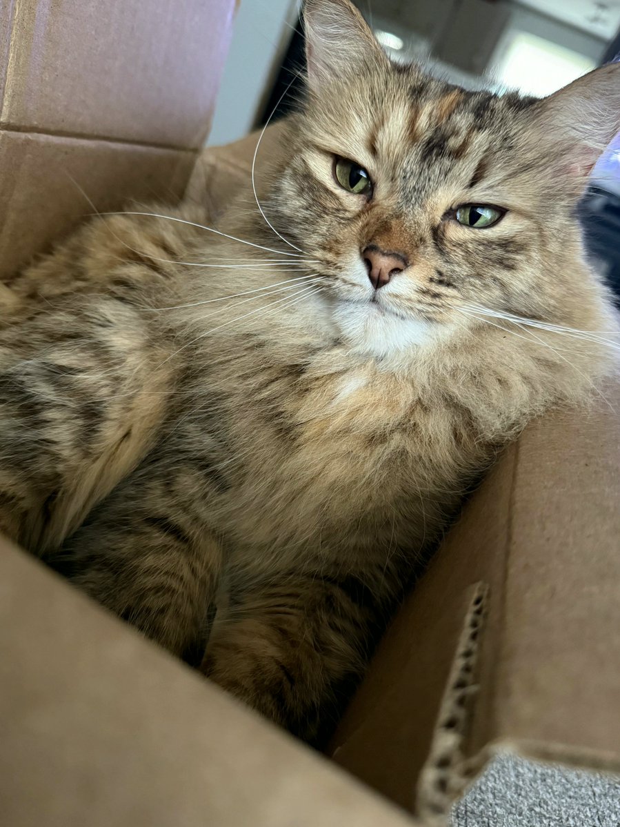 ElizabethTadbld's tweet photo. Lily Mae
#CatsOfTwitter #Krafton https://t.co/GAyxomoMa2