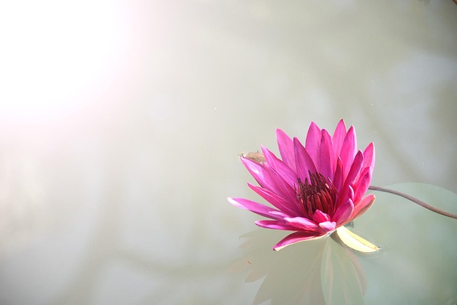 Tomissslavvv's tweet photo. Some feelings return just to 🌸 see if you’ve healed and I''m grateful for the little things and I''m grateful for the little things https://t.co/GkiGGEUHXD