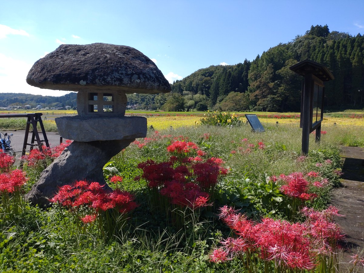NASUrekibun's tweet photo. 那須町は蓑沢だけでなく遊行柳、峯岸近辺も彼岸花が見頃です✨こちらは人もあまりいないので写真撮影にはもってこいです📸

#秋 #那須町 #おくのほそ道 https://t.co/jnOaqqRw8Y