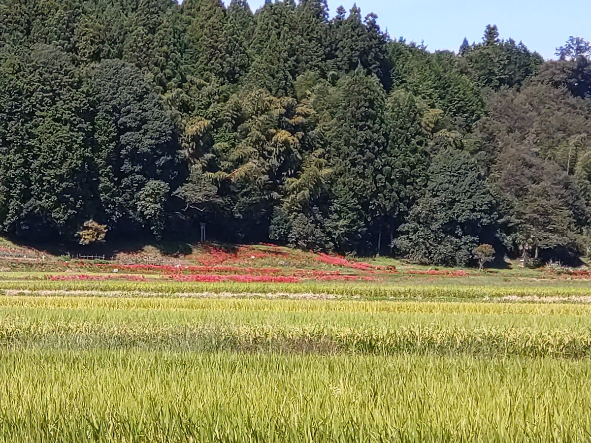 NASUrekibun's tweet photo. 那須町は蓑沢だけでなく遊行柳、峯岸近辺も彼岸花が見頃です✨こちらは人もあまりいないので写真撮影にはもってこいです📸

#秋 #那須町 #おくのほそ道 https://t.co/jnOaqqRw8Y