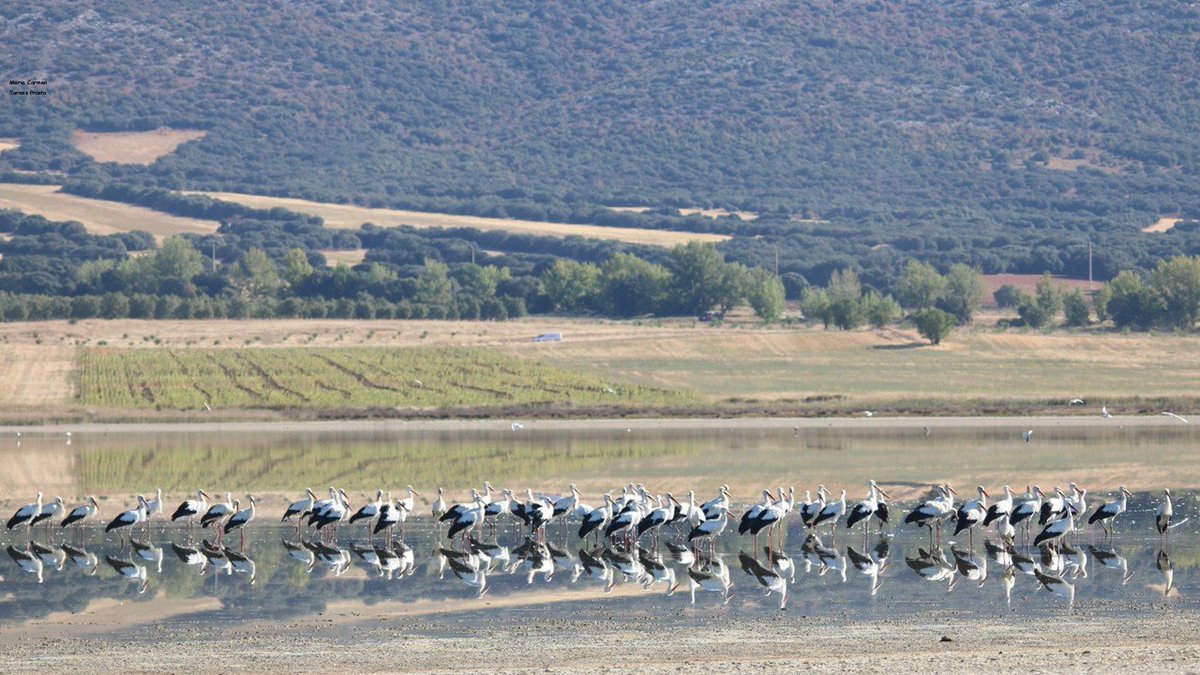 CIGALLOCANTA's tweet photo. Muchas #cigüeñas hoy en la #LagunaDeGallocanta https://t.co/JLb3O8NQOC