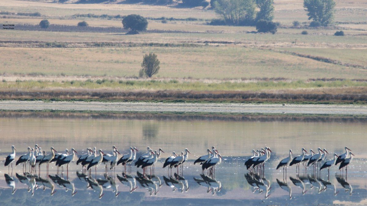 CIGALLOCANTA's tweet photo. Muchas #cigüeñas hoy en la #LagunaDeGallocanta https://t.co/JLb3O8NQOC
