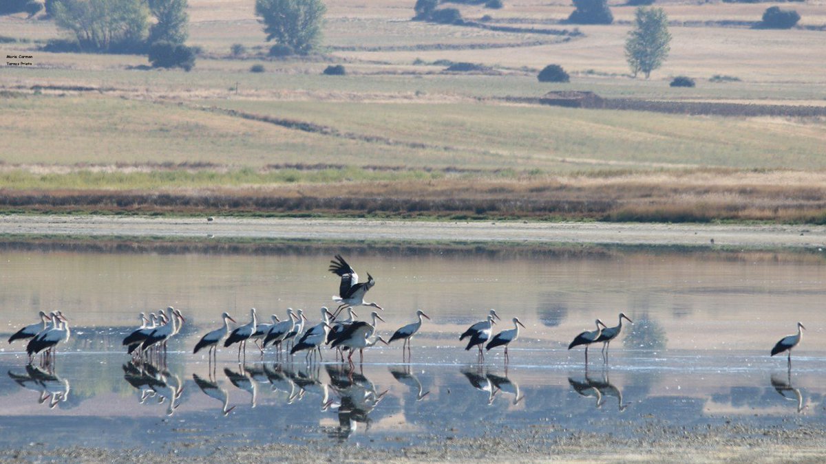 CIGALLOCANTA's tweet photo. Muchas #cigüeñas hoy en la #LagunaDeGallocanta https://t.co/JLb3O8NQOC