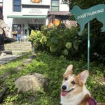 Photo by OKA CAGE 爬虫類木製ケージ販売 (@okacage)