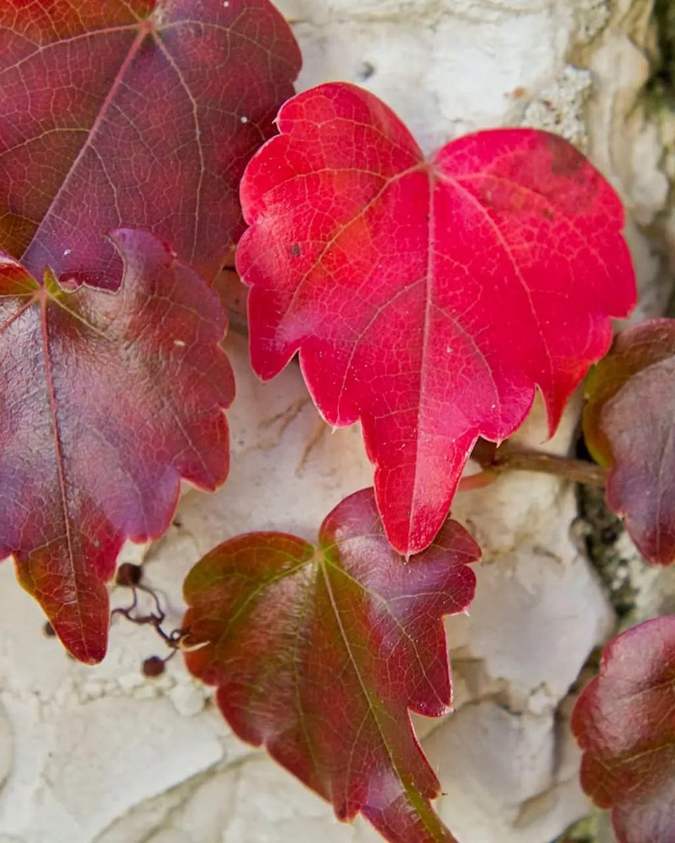 ColoursofIstria's tweet photo. As much as we love summer, we long for slower overcast and sometimes rainy autumnal days. 🍁 Soon we will have beautiful autumnal colours surrounding us everywhere we look! 😍🍂 https://t.co/REjhILcYVE