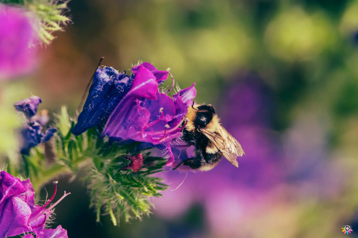 HarryPechoo9vw's tweet photo. Bombo mania”

Si riparte con un nuovo capitolo: il mondo della macrofotografia degli insetti. Ho scelto questi scatti per mostrarvi la mia tecnica artistica e l’uso della luce naturale, capace di creare sfondi straordinari. Fatemi sapere cosa ne https://t.co/sJH68WsWW9